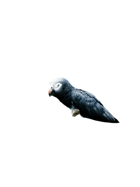 Parrots in the world png file 278