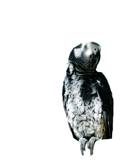 Parrots in the world png file 342