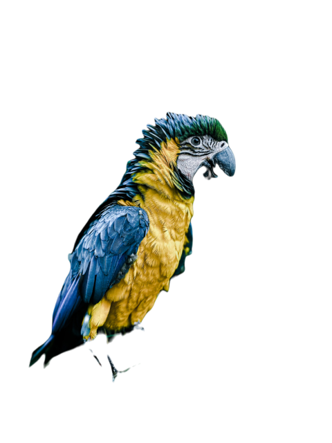 Parrots in the world png file 344