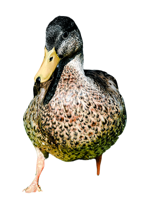 Duck png file, animal free download (frefile com) 60