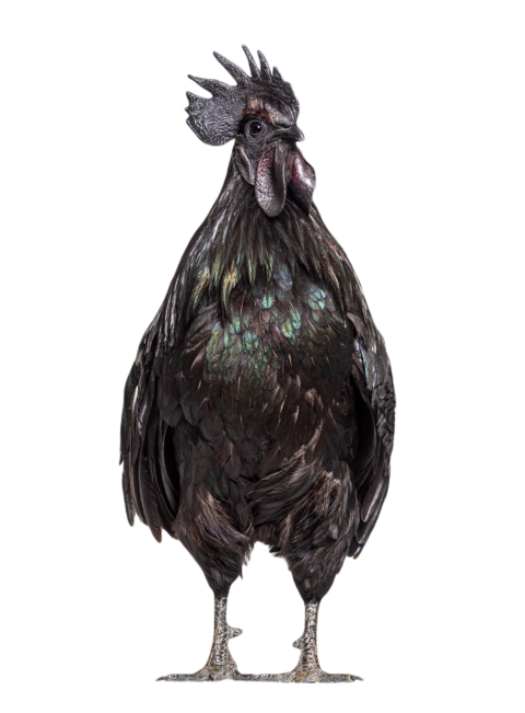 Ayam cemani cemani isolated on white 2024 09 27 05 40 15 utc