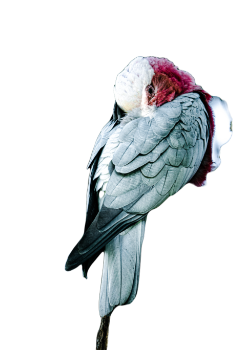 Parrots in the world png file 328
