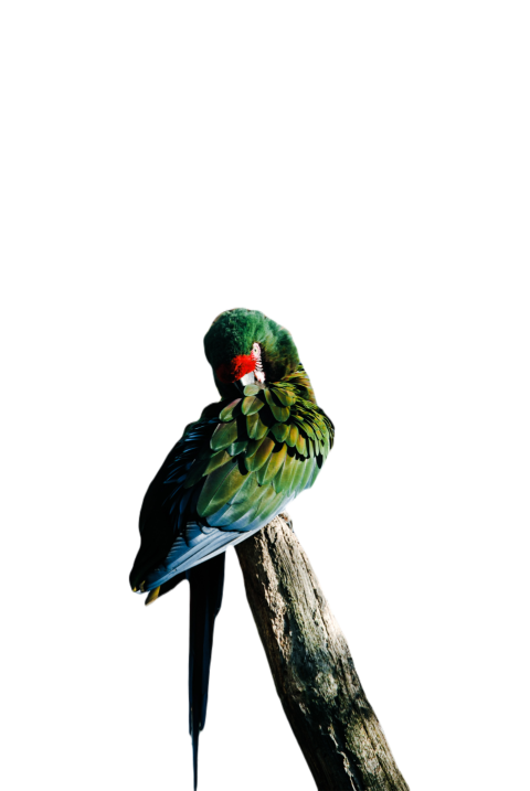 Parrots in the world png file 186