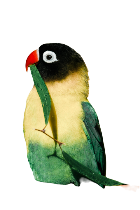 Parrots in the world png file 215