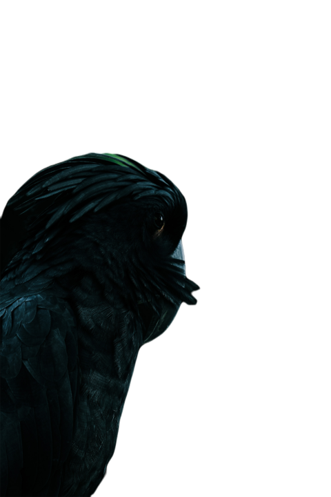 Parrots in the world png file 149