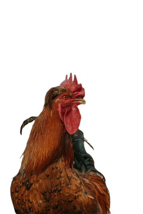 Profile of a multicolor rooster with a red comb at 2023 11 27 05 02 55 utc