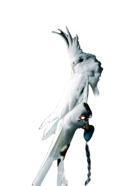 Parrots in the world png file 72