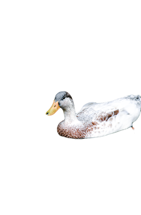 Duck png file, animal free download (frefile com) 48