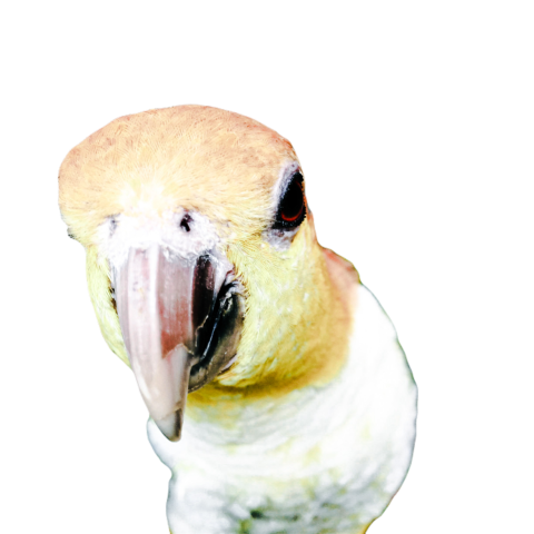 Parrots in the world png file 150