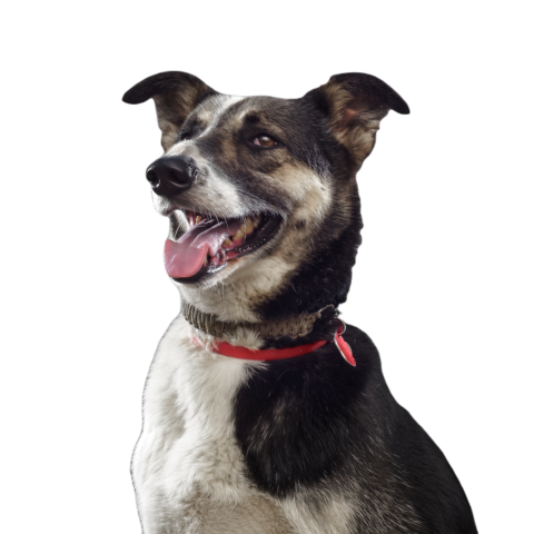 Cute funny dog is the symbol of 2018 stuck out hi 2024 12 07 13 59 58 utc